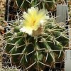 Notocactus_macracanthus